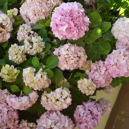 Διαμέρισμα Bozo